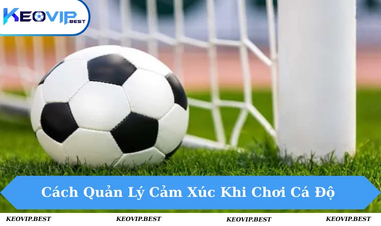 Cách Quản Lý Cảm Xúc Khi Chơi Cá Độ Giúp Thắng lớn 12 Cách quản lý cảm xúc khi chơi cá độ