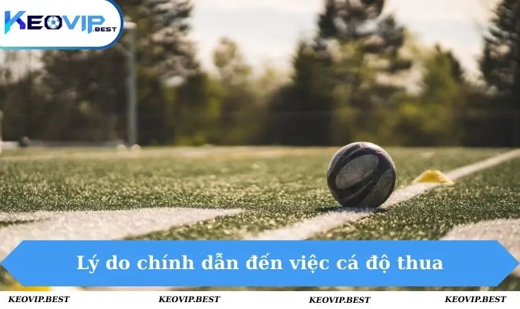 Lý do chính dẫn đến việc cá độ thua
